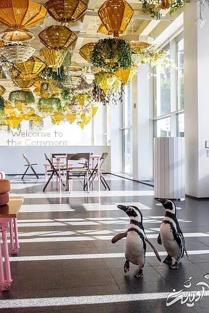 پنگوئن‌هایی که به آثار هنری علاقه‌ دارند/